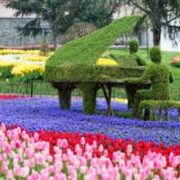 Истанбул лалета 2